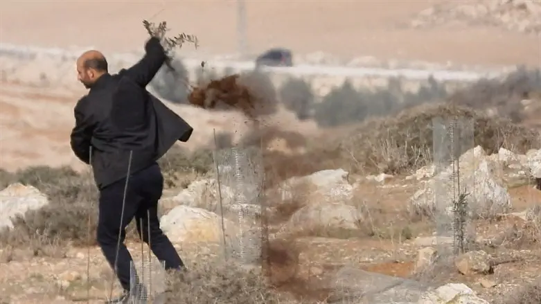 מעקירות הזיתים הקודמות