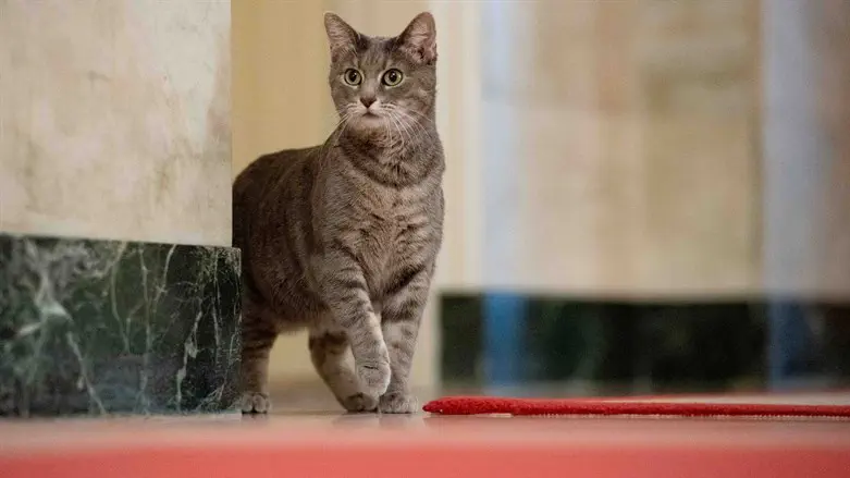 Biden family’s new pet cat Willow