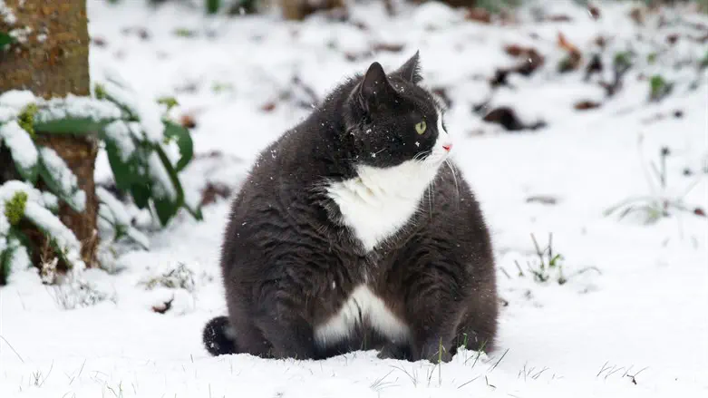 לפעמים יש גם יתרון לשכבות שומן נוספות