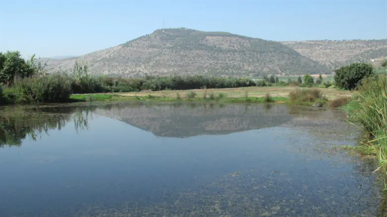 אגמון החולה