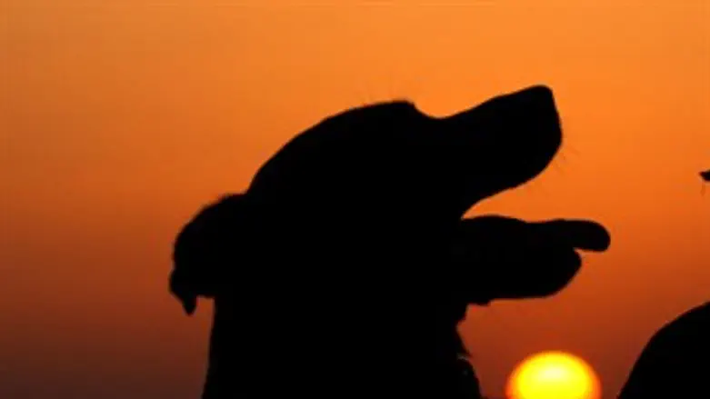 יש מחיר לנשיכה