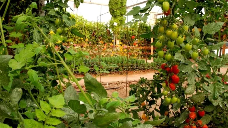 חממות פורחות במרכז ויידור