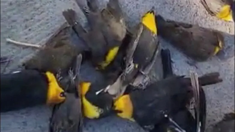 הציפורים מתות על המדרכה