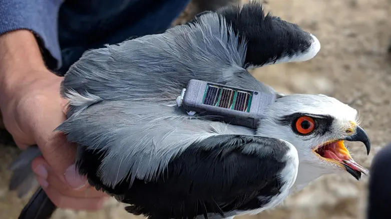 A tagged Black-Winged Kite