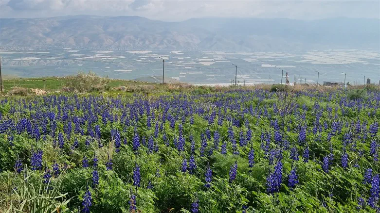 תורמוסים במצפה חמדת
