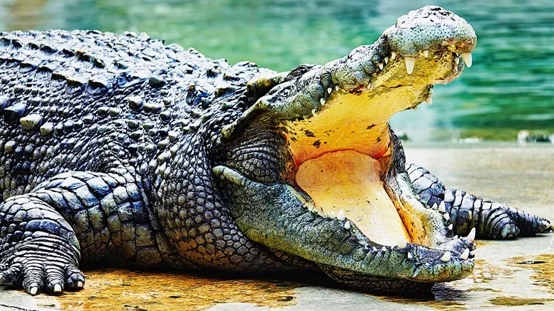 Nile crocodile