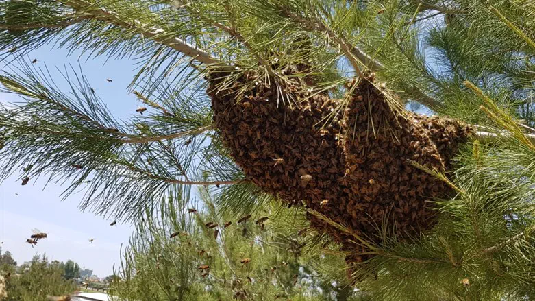 תשתדלו לא להיבהל. נחיל דבורים