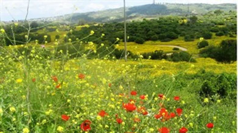 פריחה בכרמל, היום. פסח תשע"א