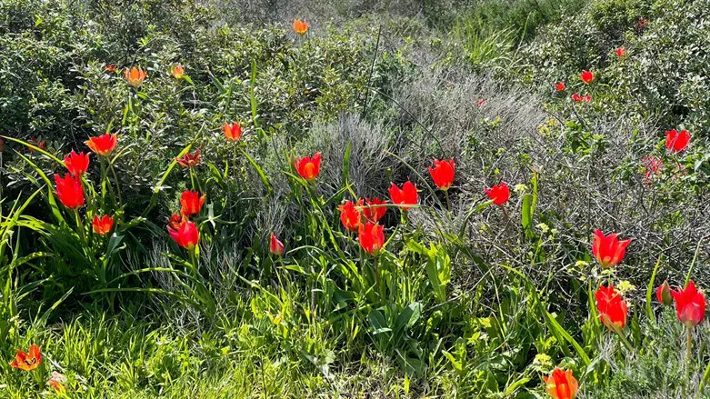 צבעוני בגבעת הפרחים