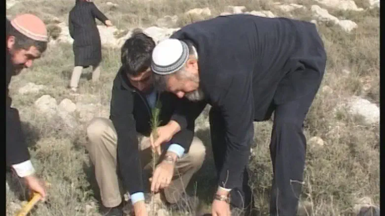 Planting trees in Itamar (illustrative)