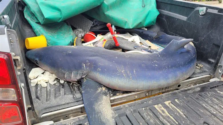 Синяя акула, умершая на берегу