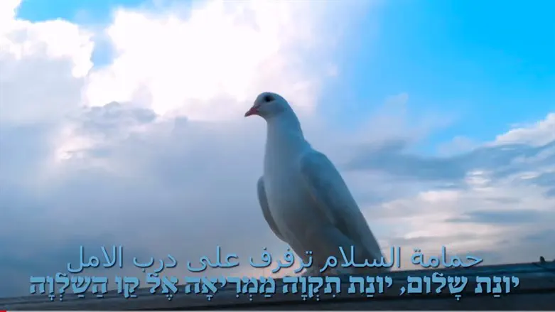 The dove of peace