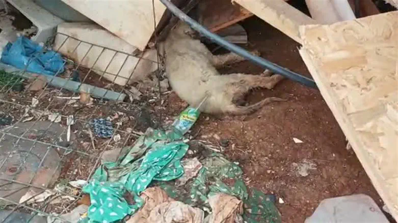 Dog crushed beneath ruins