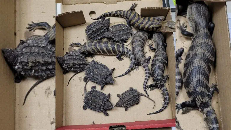 הזוחלים שנתפסו אצל המבריח