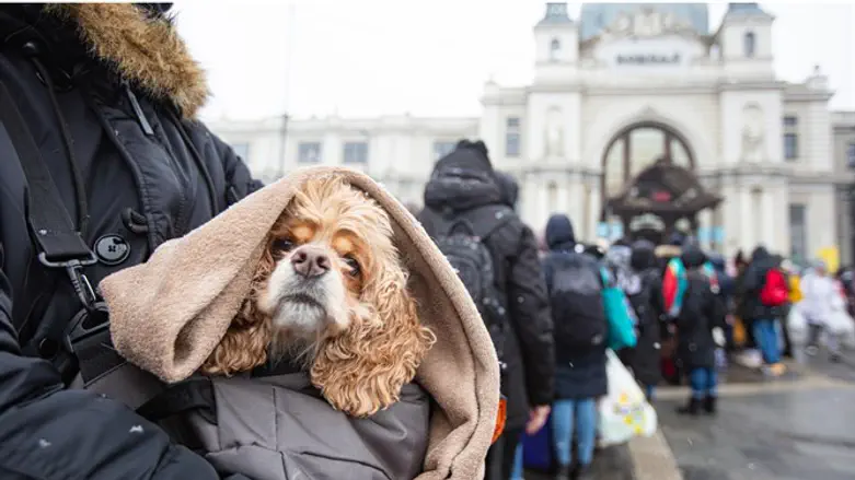 Украинские беженцы