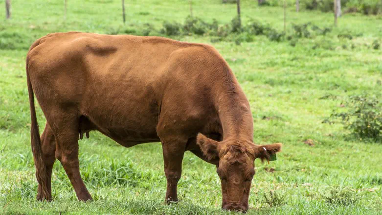 Red heifer?