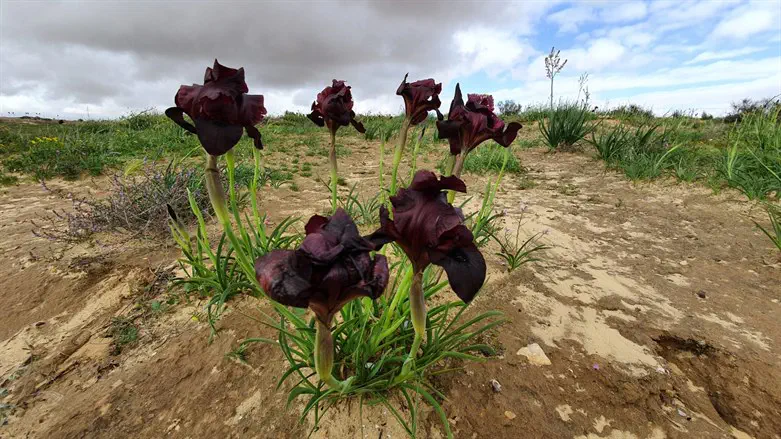 אירוס ירוחם