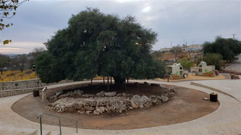 Gush Etzion's 'Lone Oak Tree'