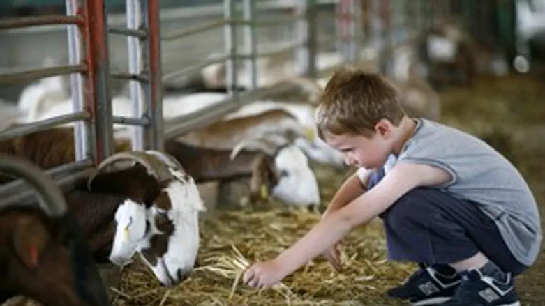 טליה בדיר. אילוסטרציה