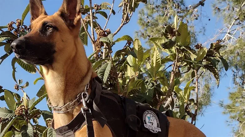 Shiny, the tracking dog deployed to find the stolen sheep.