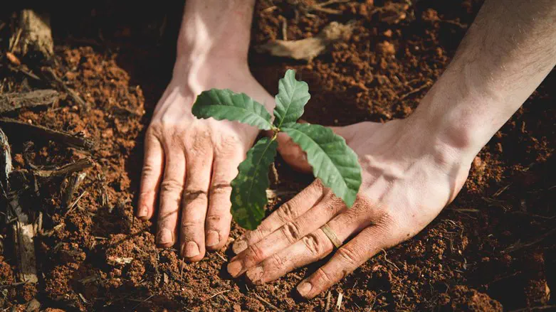 HaYovel volunteer planting a tree