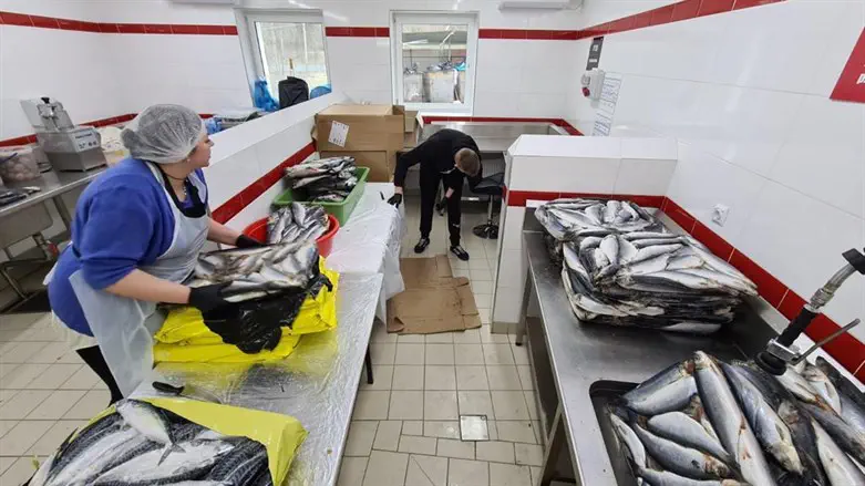 ההכנות המוקדמות