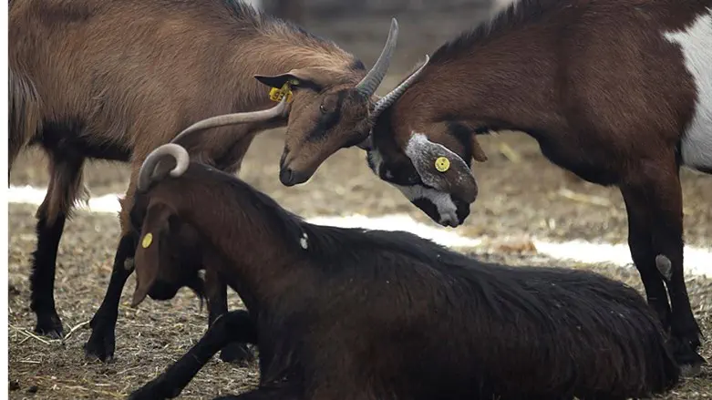 Goats (file)