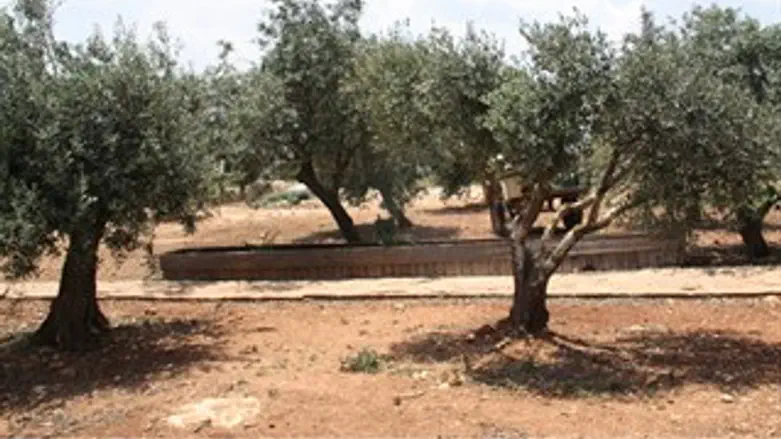 מטע זיתים גבעות עולם