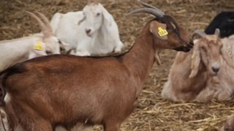 עזים עיזים עדר דיר גבעות עולם