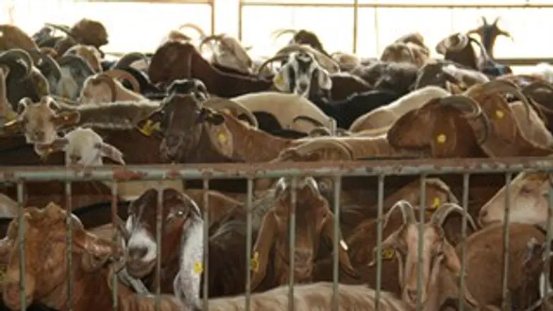 עדר עיזים. תפסו את הגנבים. ארכיון