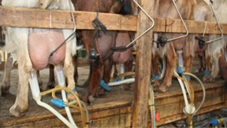 חליבה חולב חלב עזים עיזים גבעות עולם איתמר