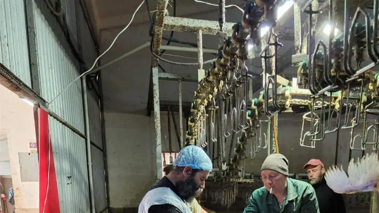 שחיטה תחת אש