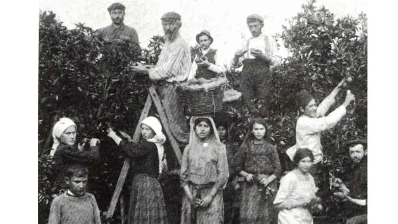 Picking oranges in the earily days