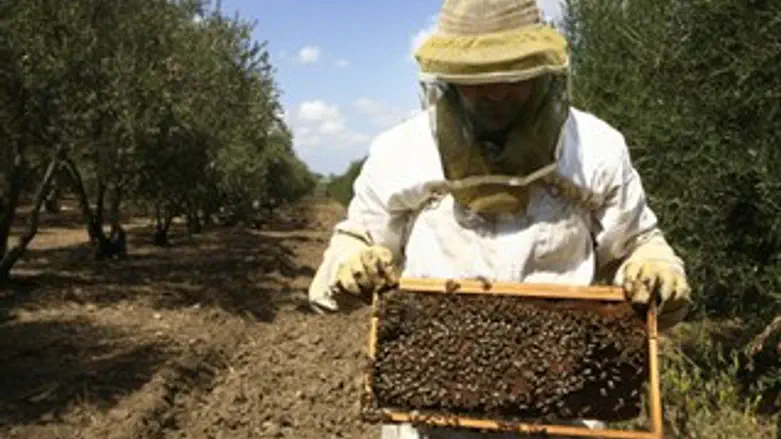 מכת מדינה עוקצנית