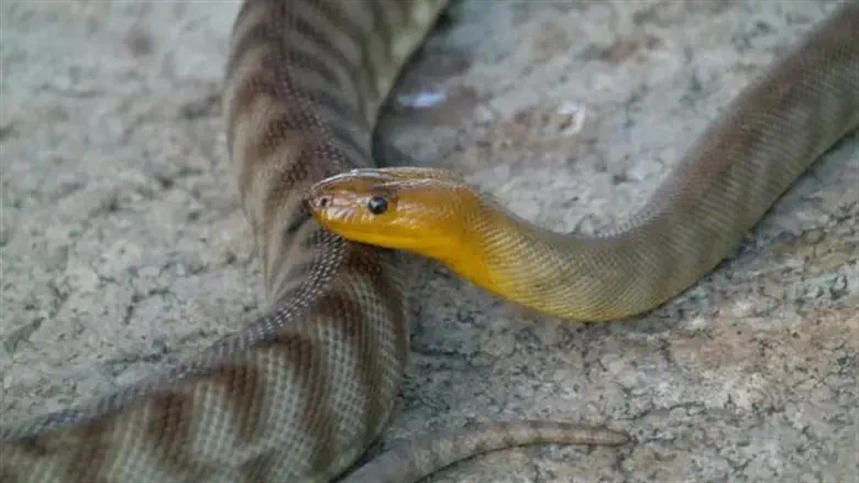 נחשים. ארכיון