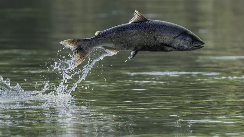 יותר מסוכנים ממה שנראים