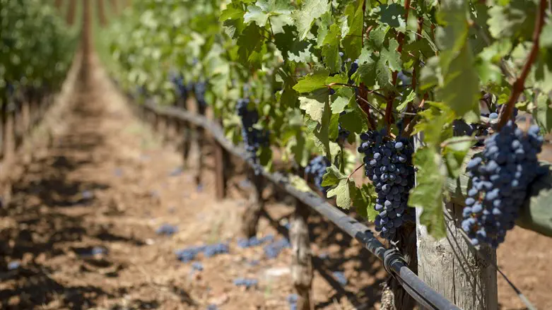 A vineyard (illustrative)