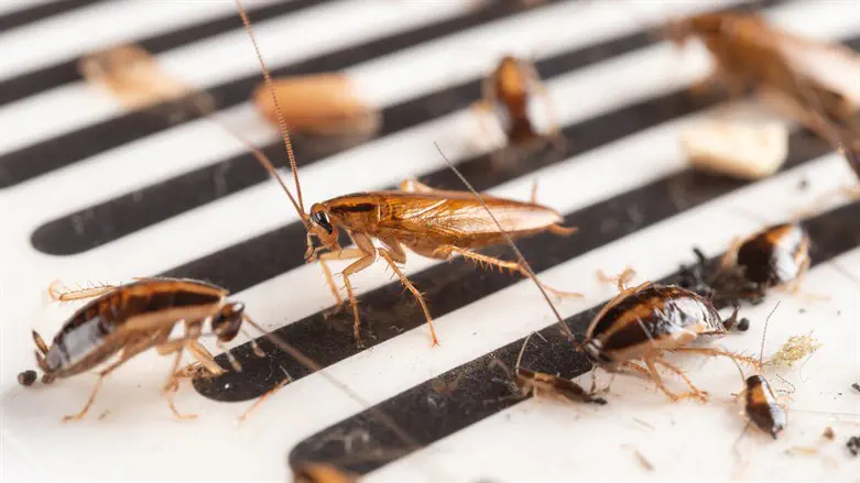 Cockroaches