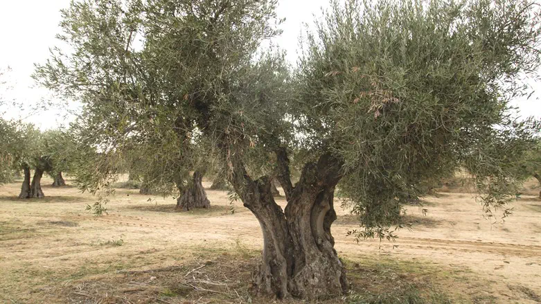 Olive tree