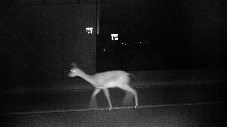 נטע לאופר- צבי