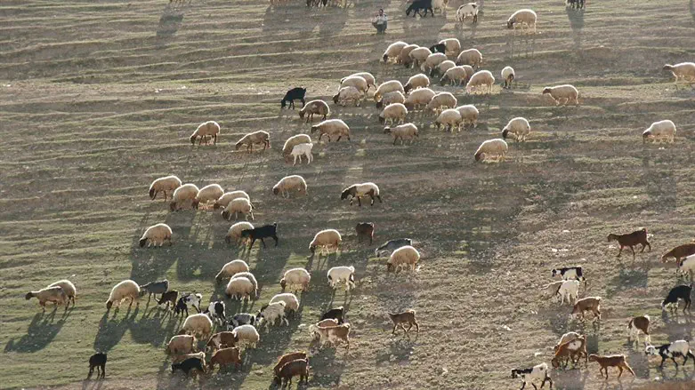 Sheep
