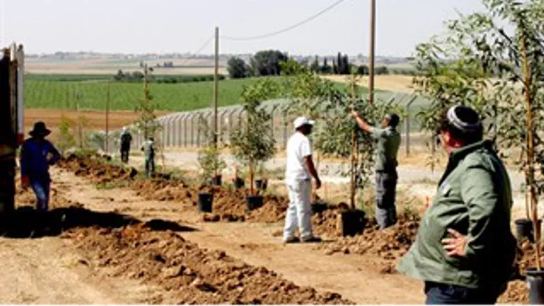 נוטעים להגנה. קק"ל