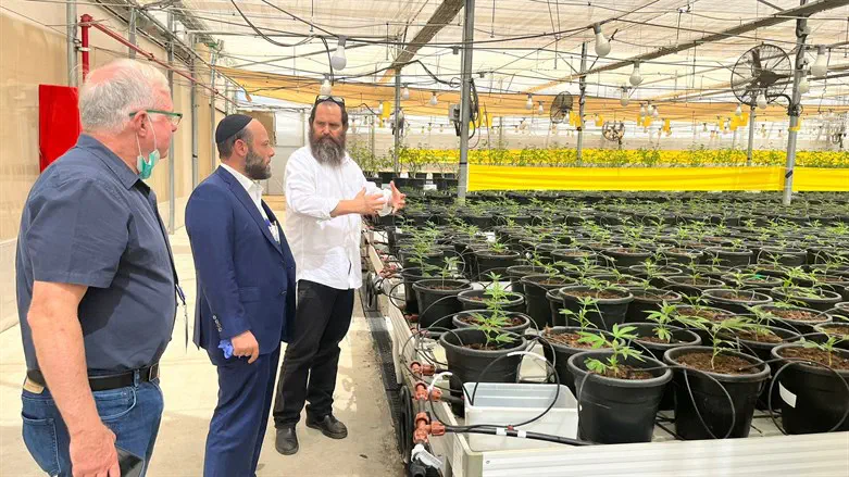 ערבליך, נוימן ושריד בחממת הקנאביס הרפואי