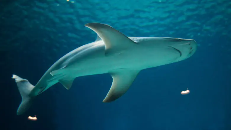 Shark