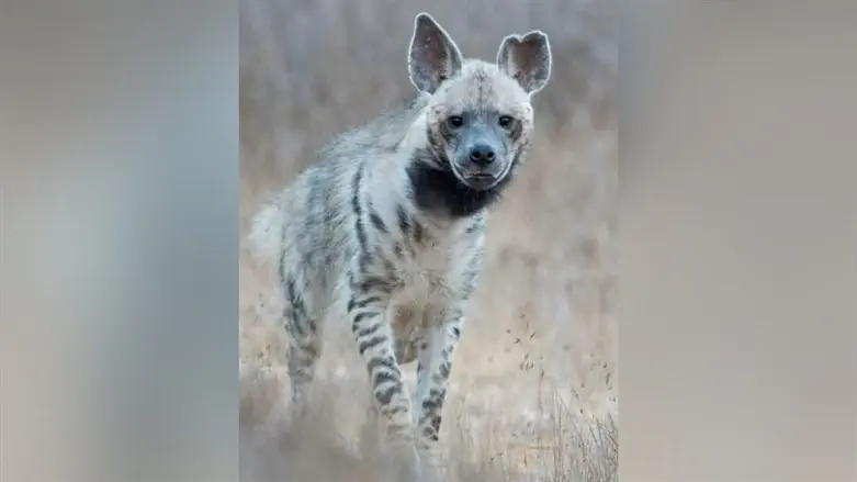 הצבועה "רותי"