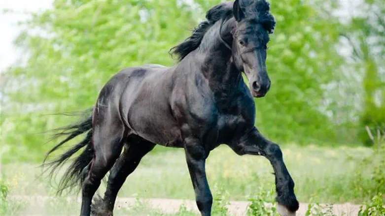 סוס (אילוסטרציה)