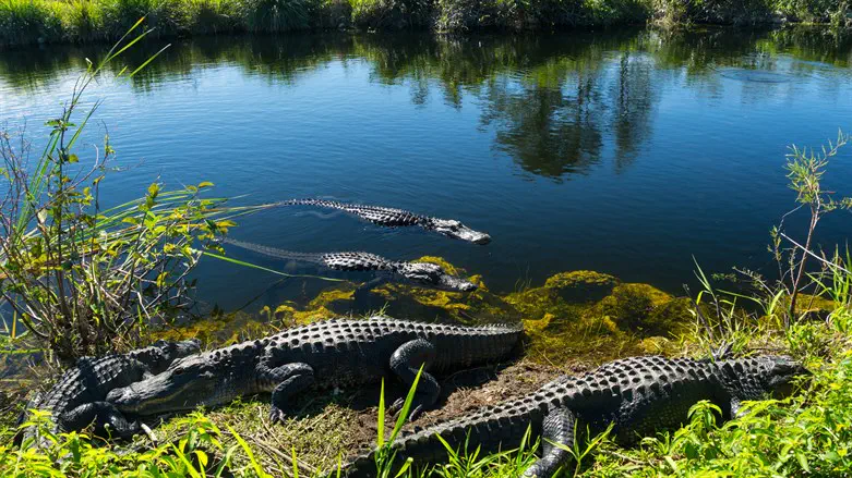 Alligators