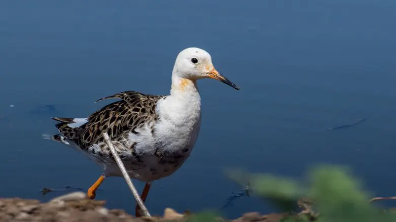 תרימו את הראש. הם כאן