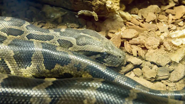 Boa constrictor snake
