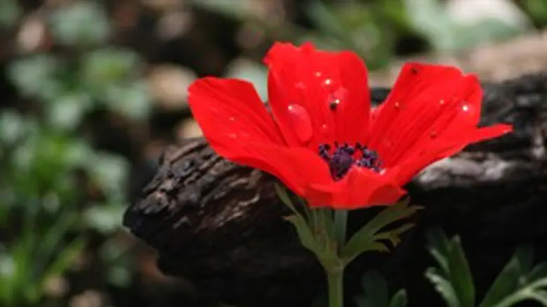 כלנית מכוסה באפר